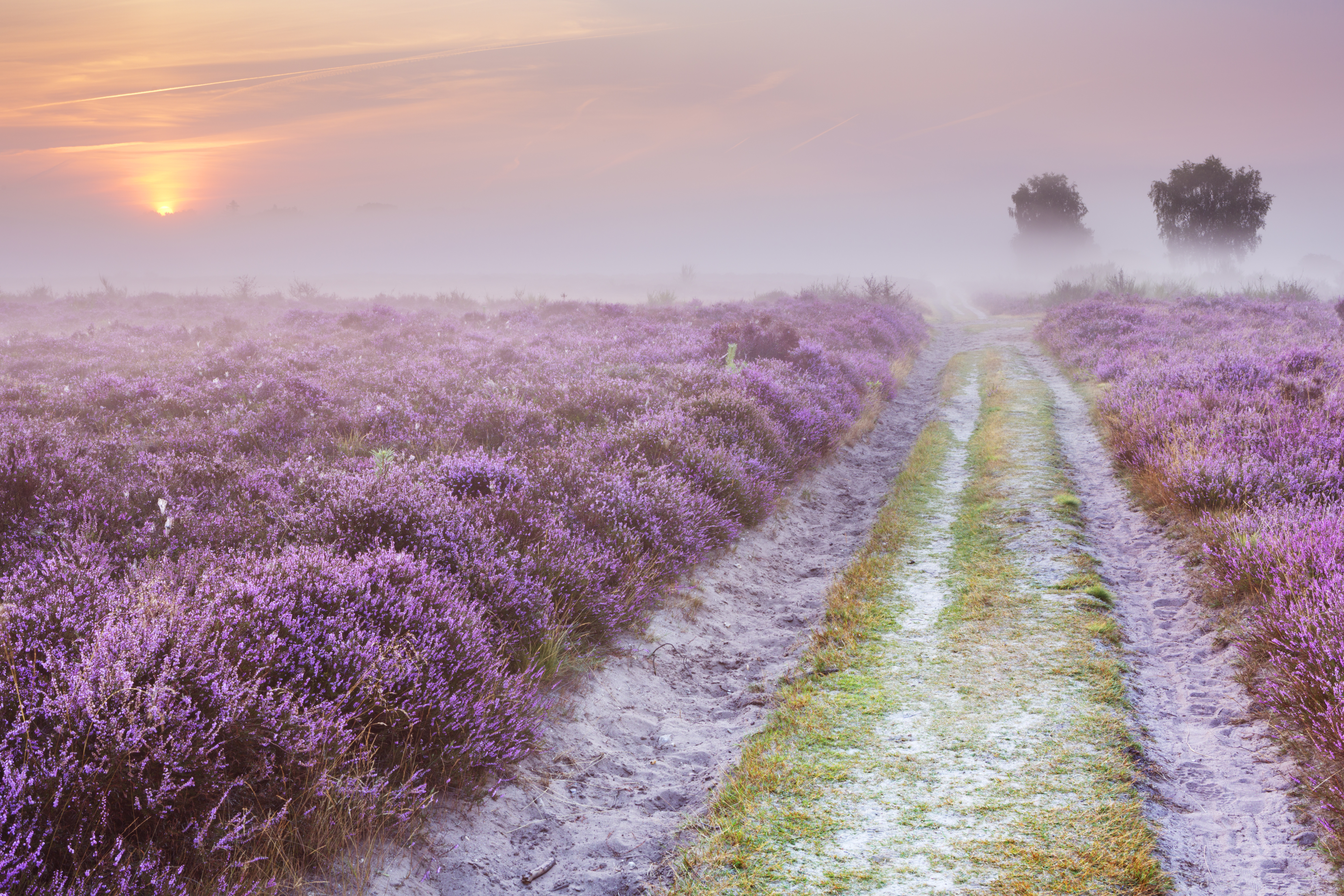 Path through blooming heather and fog in The Netherlands