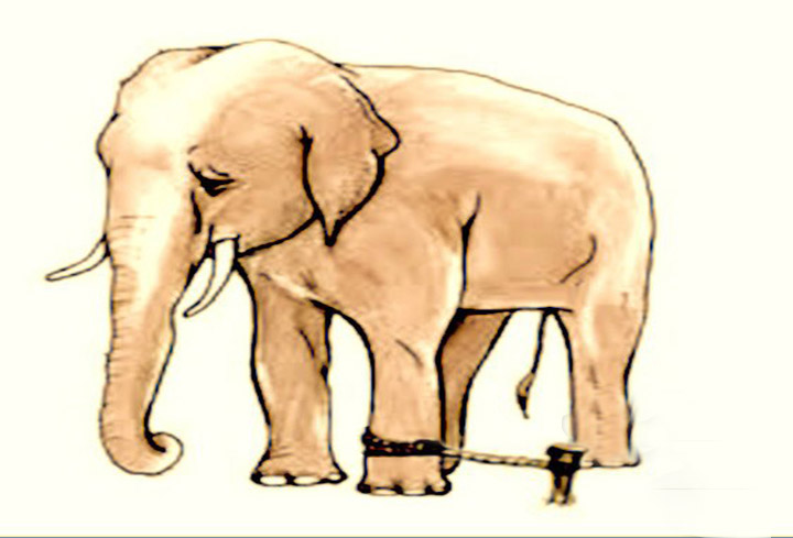 The-Elephant-Rope