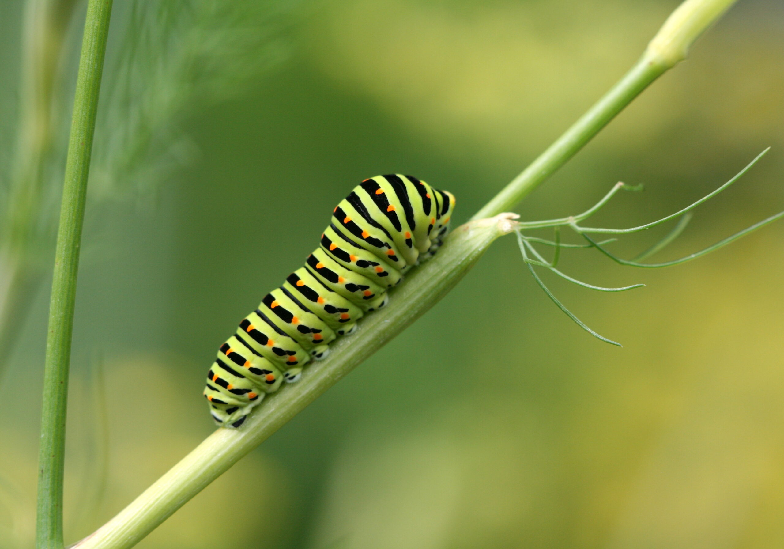 Caterpillar on a stem