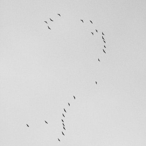 birds flying together