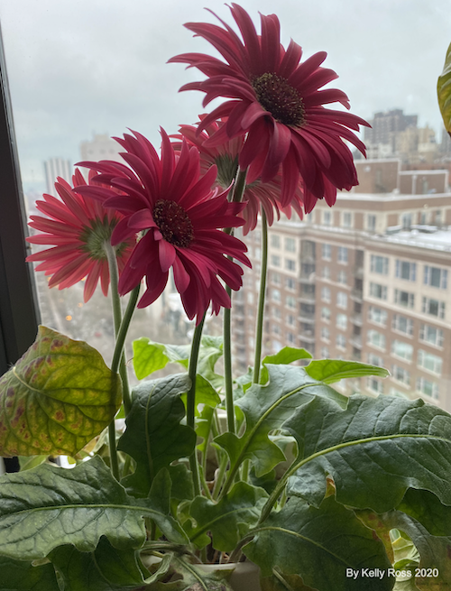 Pink flowers by the window