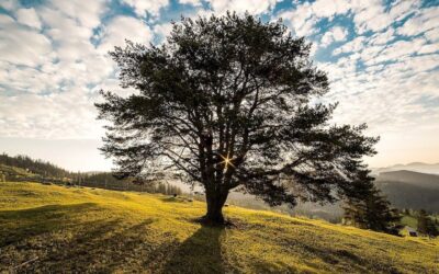 Tips for Healthy Leadership and Minimizing Burnout (Part 1)