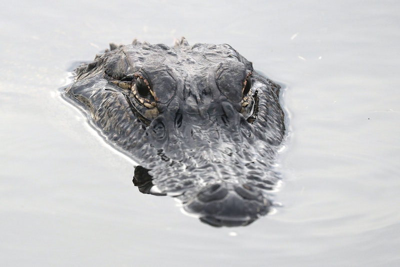 A crocodile waiting for its prey