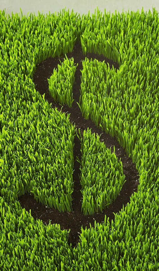 Dollar Sign on grass