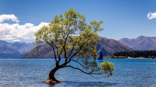 Tree on Water