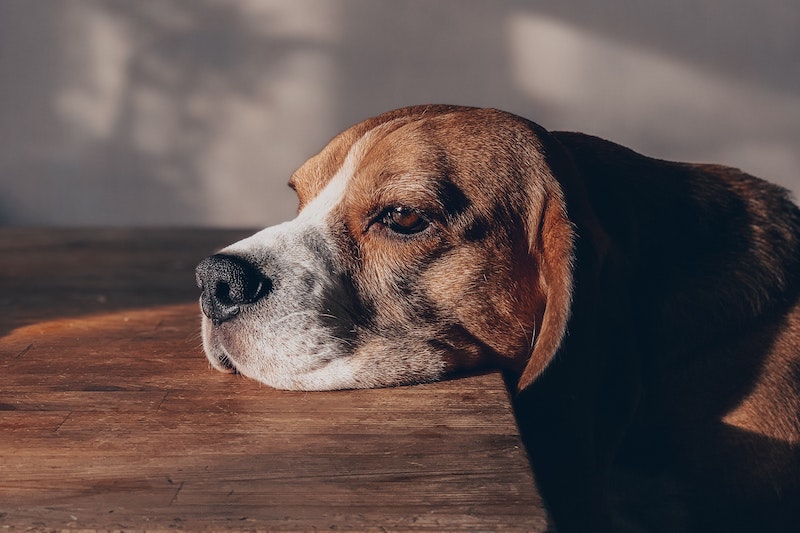 Sad dog