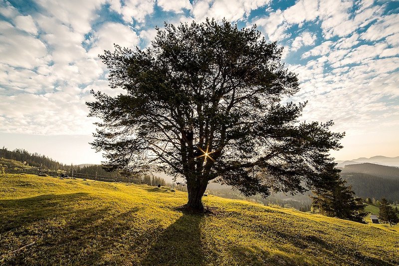 Tree on a hill