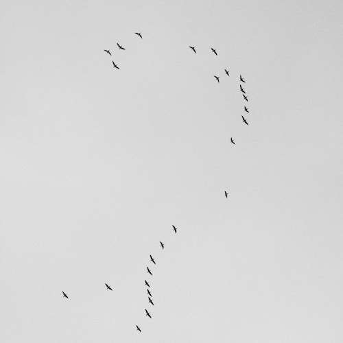 birds flying together