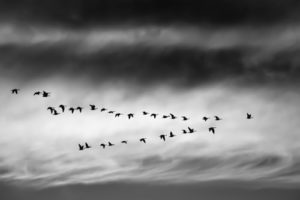 Birds flying together