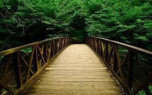 bridge in forest