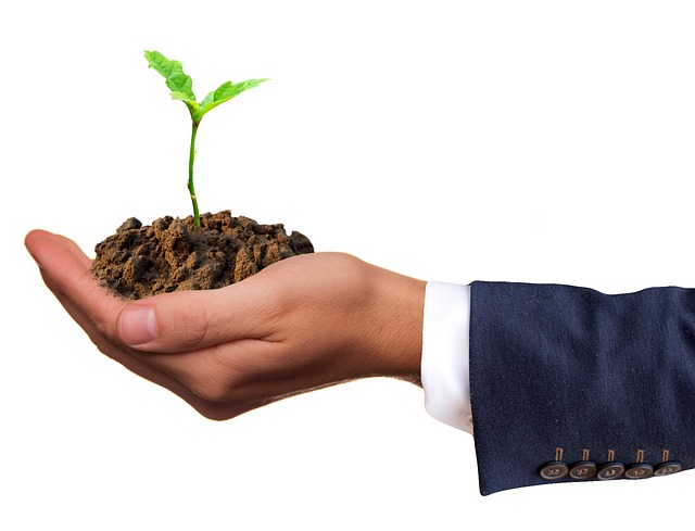 a plant growing in a hand